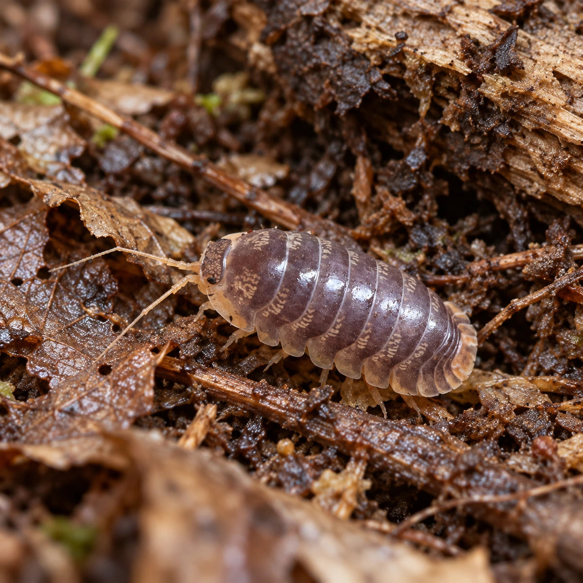 AI-generated reference-guided close view of Japanese Red Edge Miyako isopods.