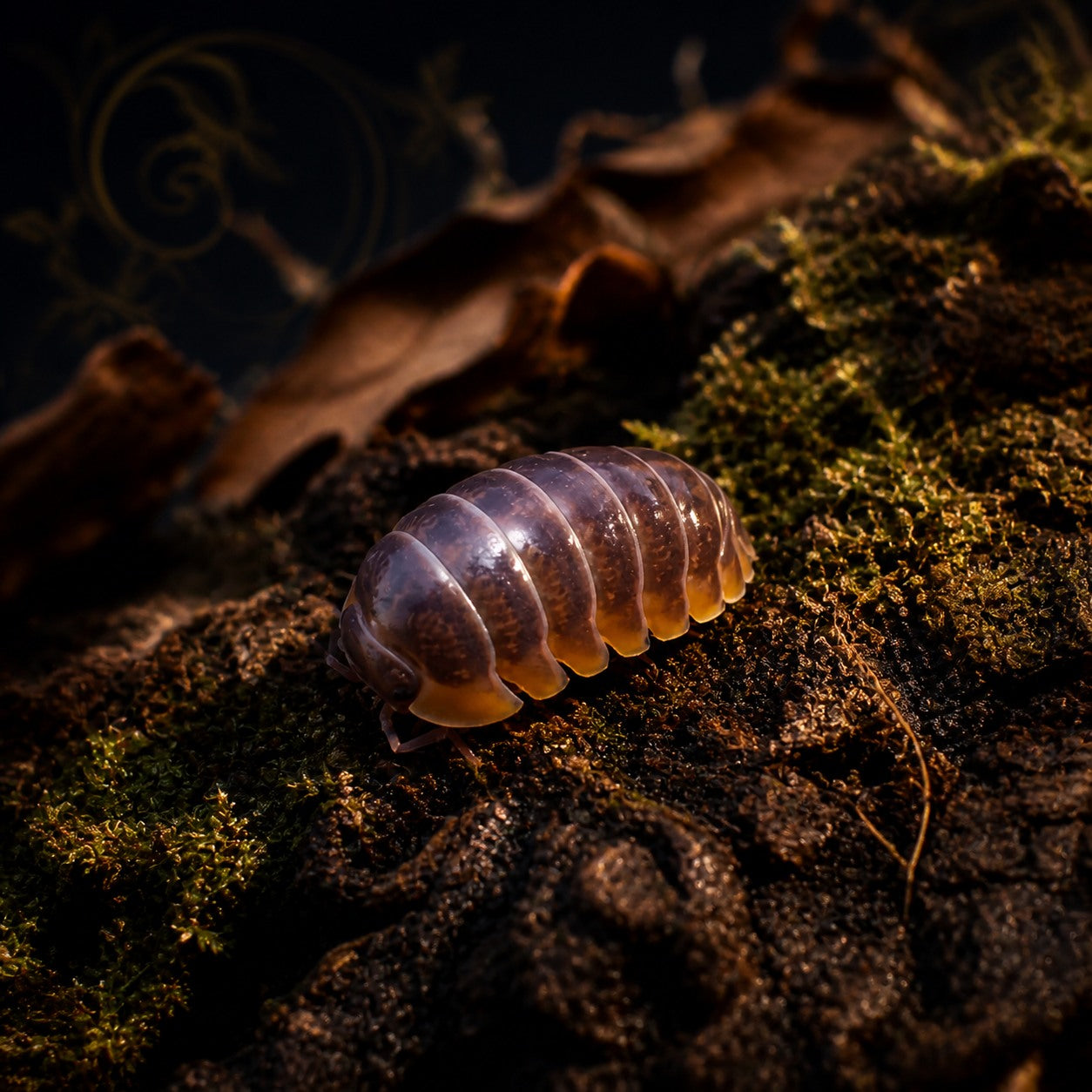 Japanese Red Edge Miyako Isopods (Cubaris iriomotensis)