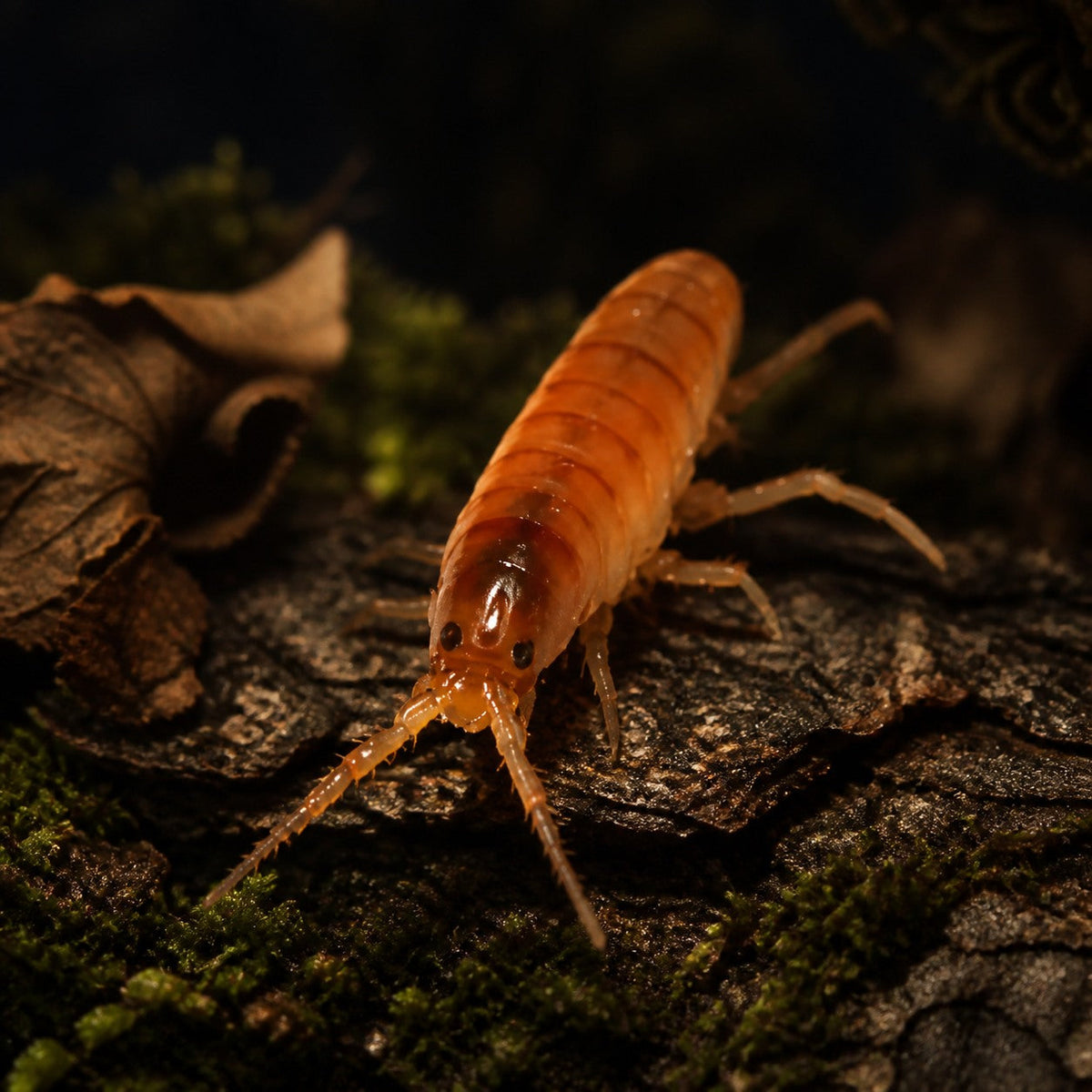 Terrestrial Amphipods (Land Shrimp) Culture