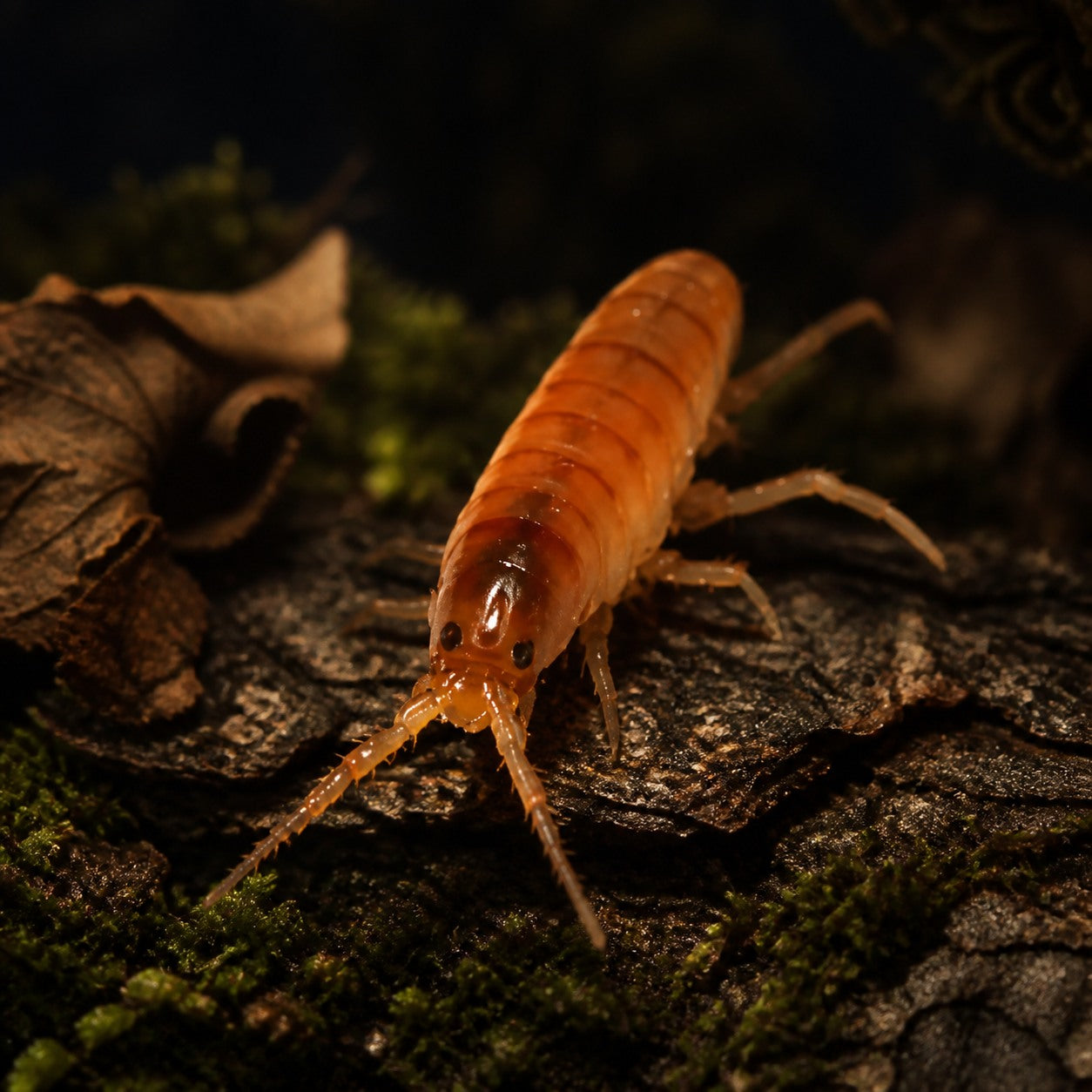 Terrestrial Amphipods (Land Shrimp) Culture