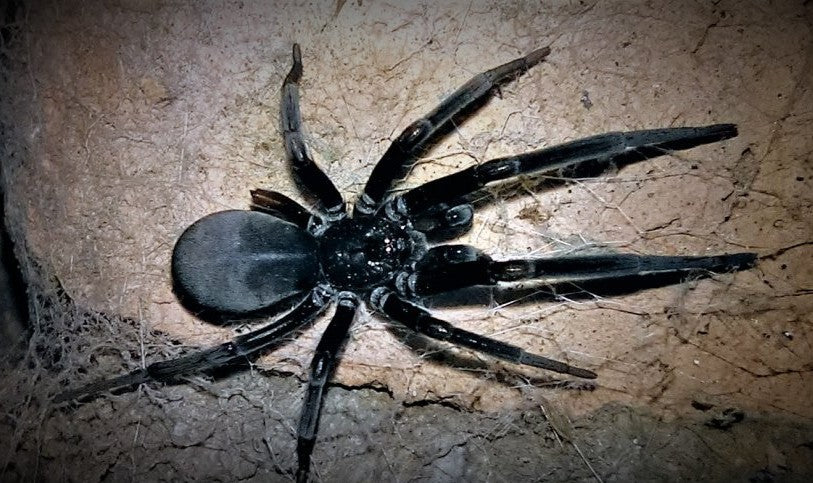 Kukulcania arizonica – Black Hole Spider | Fascinating Crevice Weaver | Live Arrival Guarantee