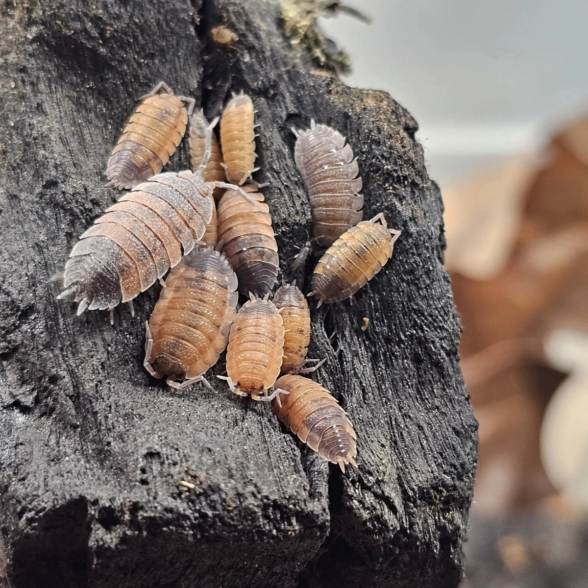 15+ Porcellio scaber Lava Isopods Crew – Free Shipping
