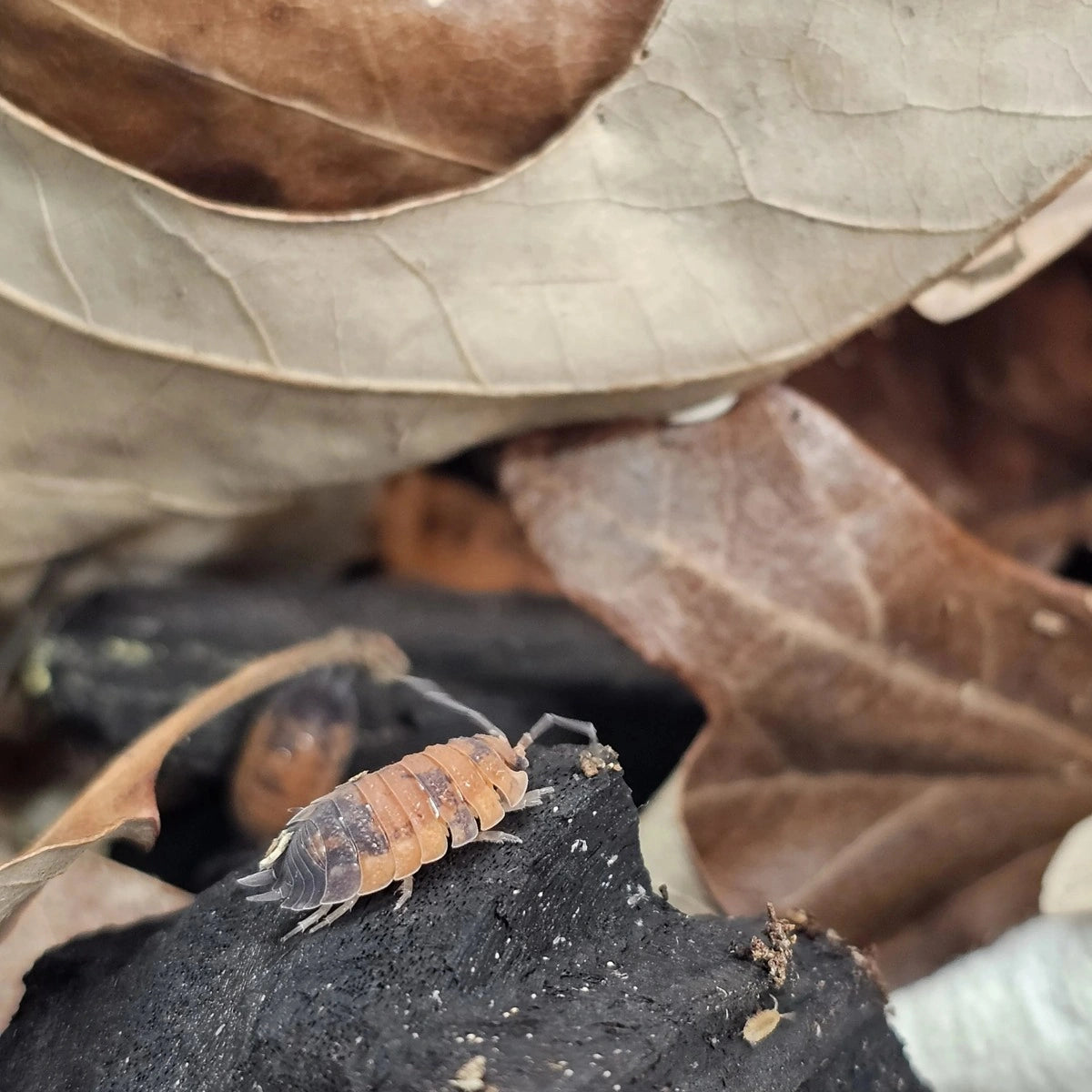 15+ Porcellio scaber Lava Isopods Crew – Free Shipping