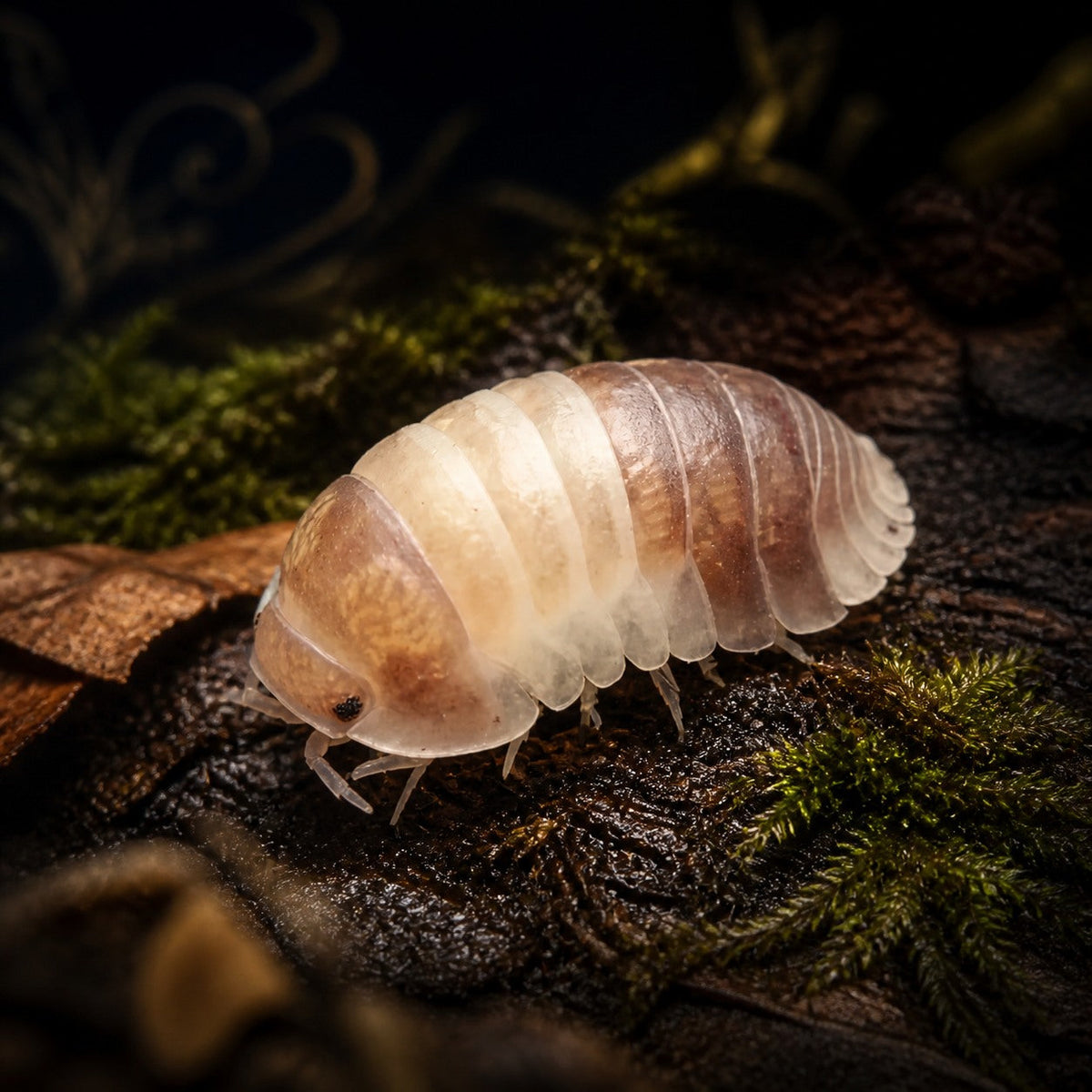 Lavender Panda King Isopods (Cubaris sp.)