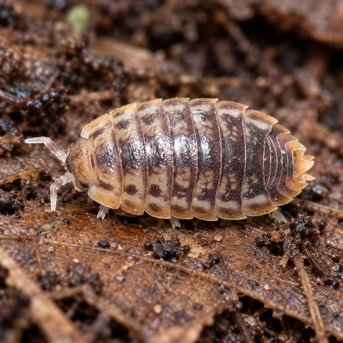 AI-generated reference-guided close view of Lentus isopods.