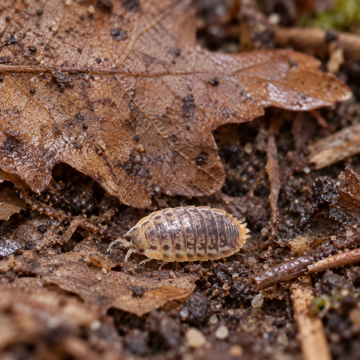 AI-generated reference-guided wide habitat view of Lentus isopods.