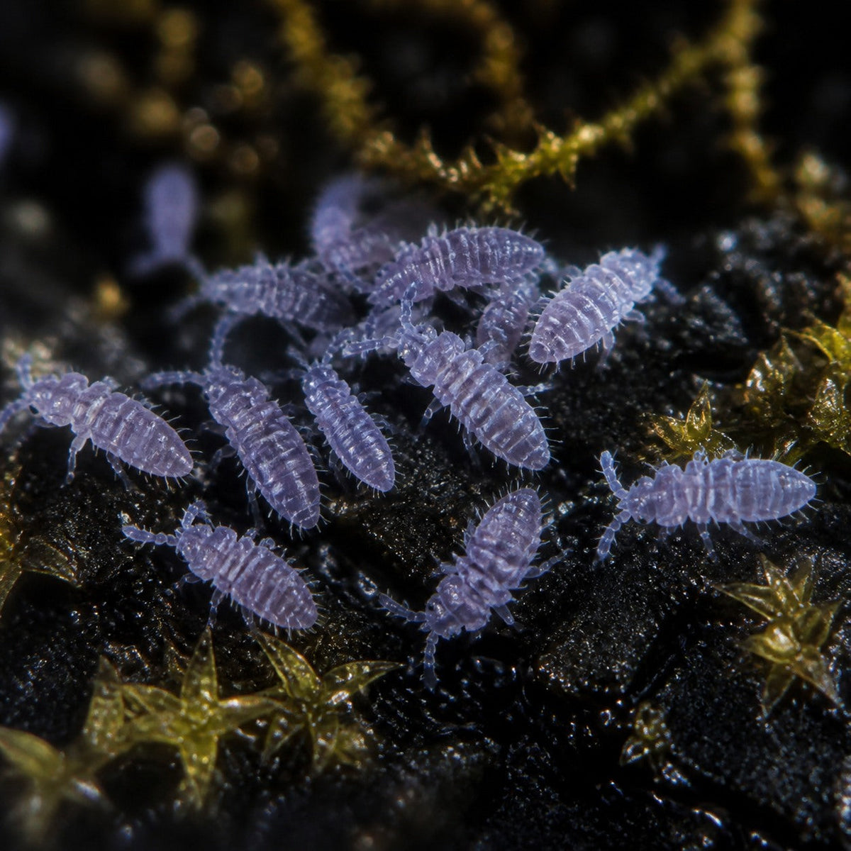 Lilac Springtails (Ceratophysella isabellae)