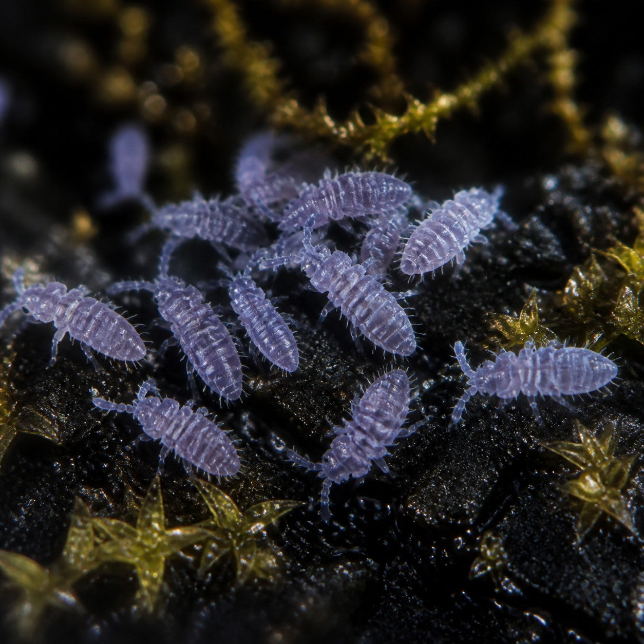 Lilac Springtails (Ceratophysella isabellae)