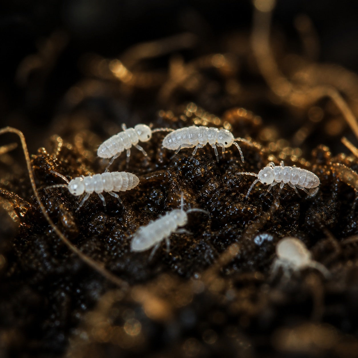 Little Soil Springtails (Onychiuninae sp.)