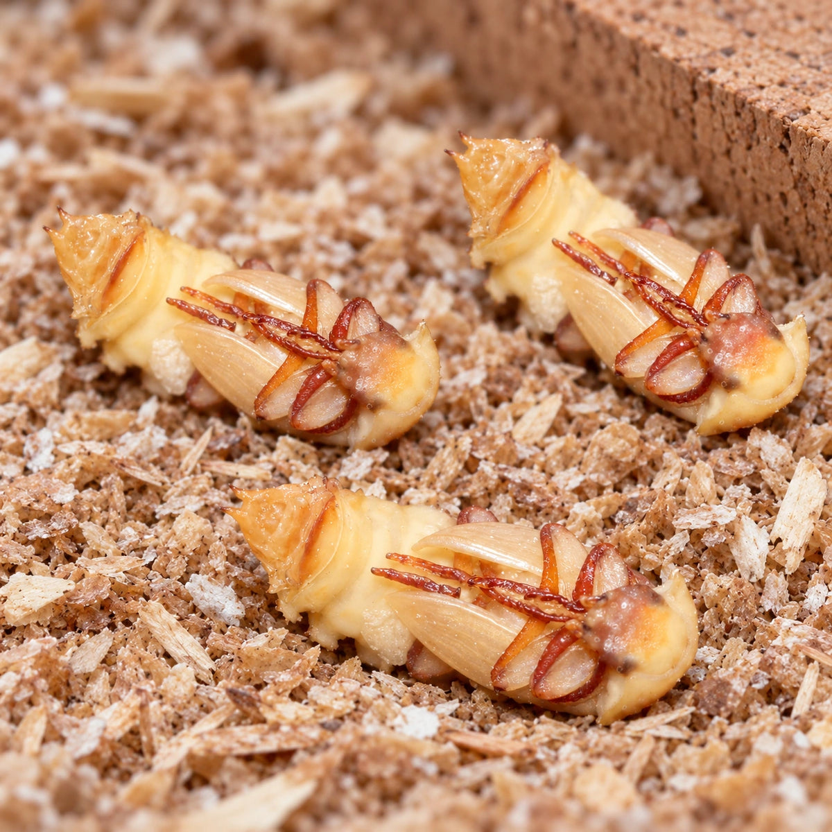 AI-generated reference-guided wide habitat view of mealworm pupae (Tenebrio molitor). Reference: Fvukajlovic, Wikimedia Commons, CC BY 4.0 https://creativecommons.org/licenses/by/4.0/. AI adaptation: new habitat and framing.