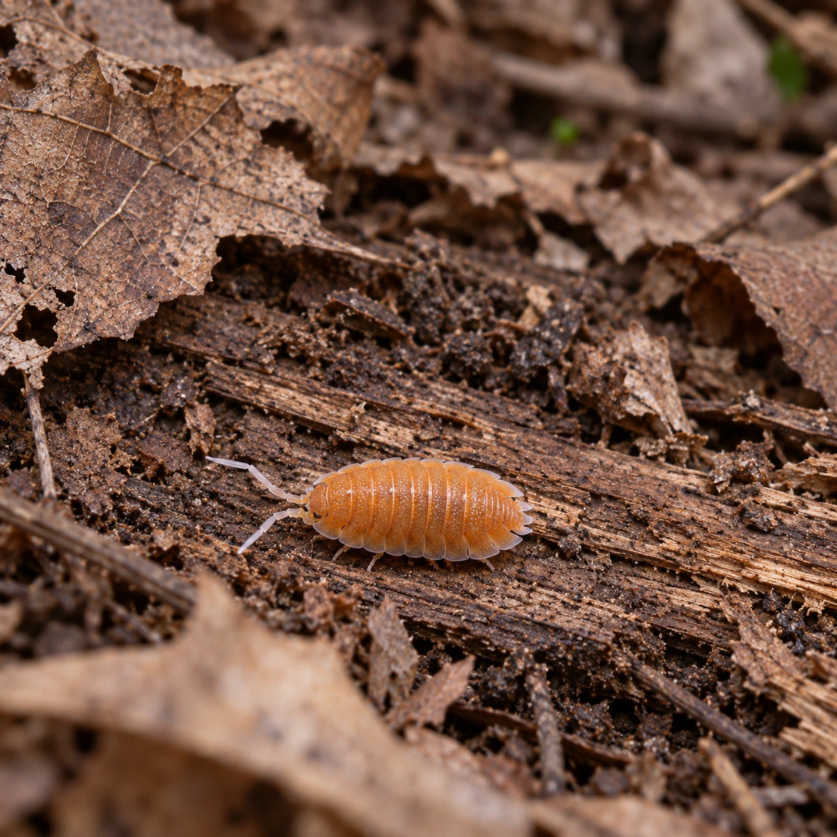 AI-generated reference-guided wide habitat view of Porcellio magnificus.