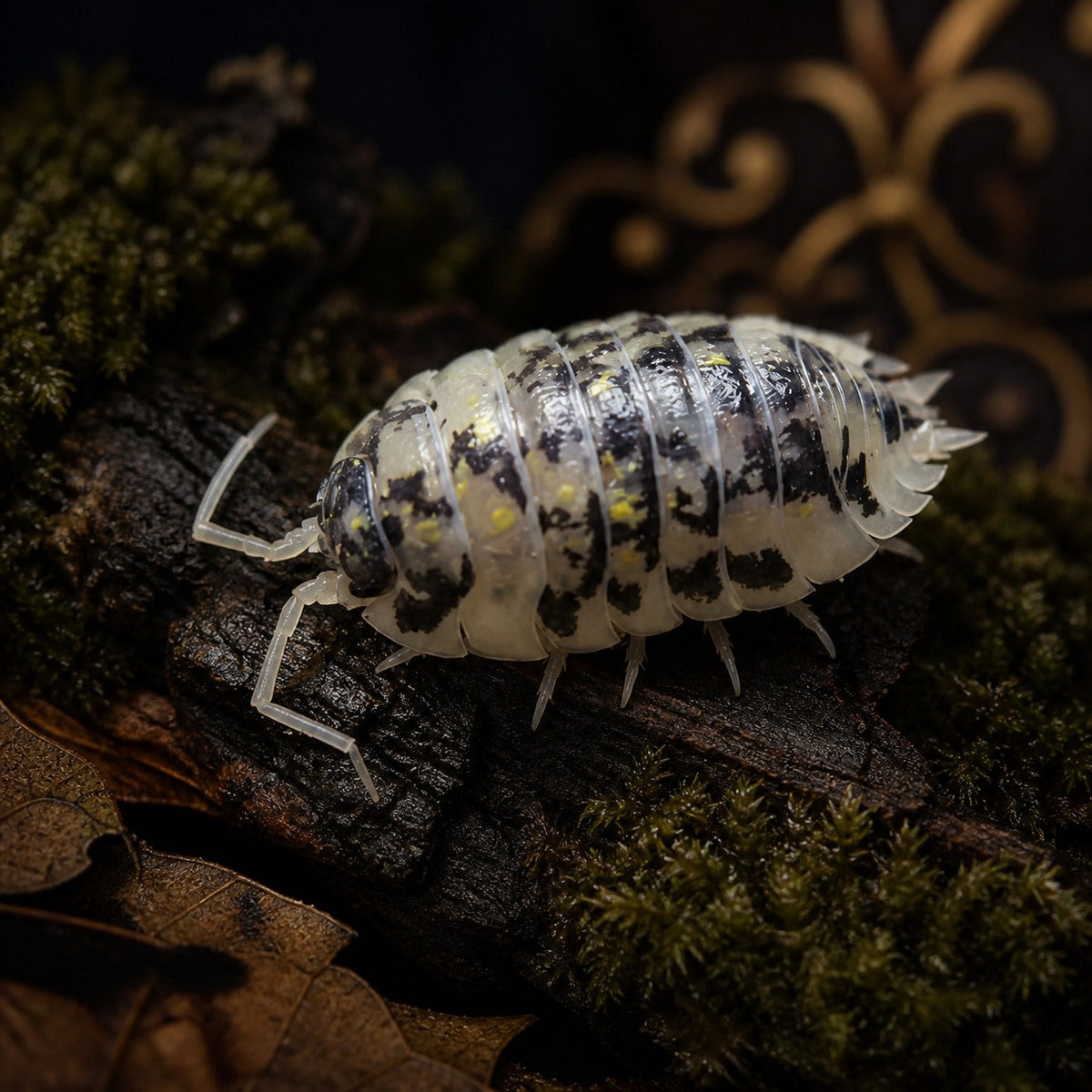 Mardi Gras Isopods (Oniscus asellus)