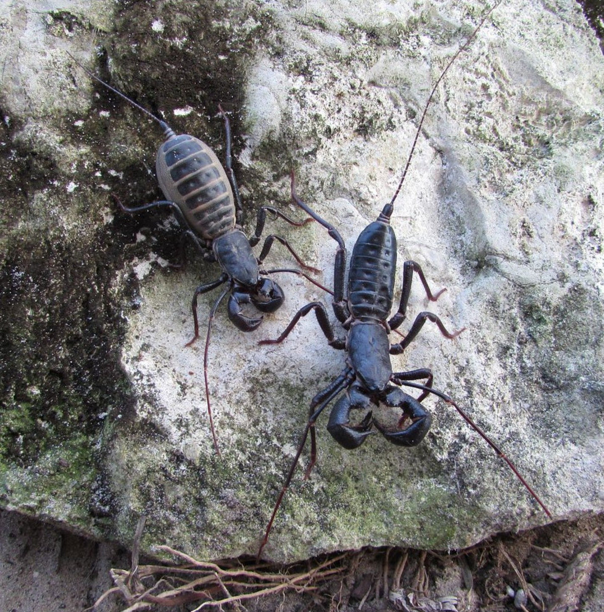 Mastigoproctus giganteus – Texas Giant Vinegaroon | Impressive Desert Whipscorpion | Live Arrival Guarantee