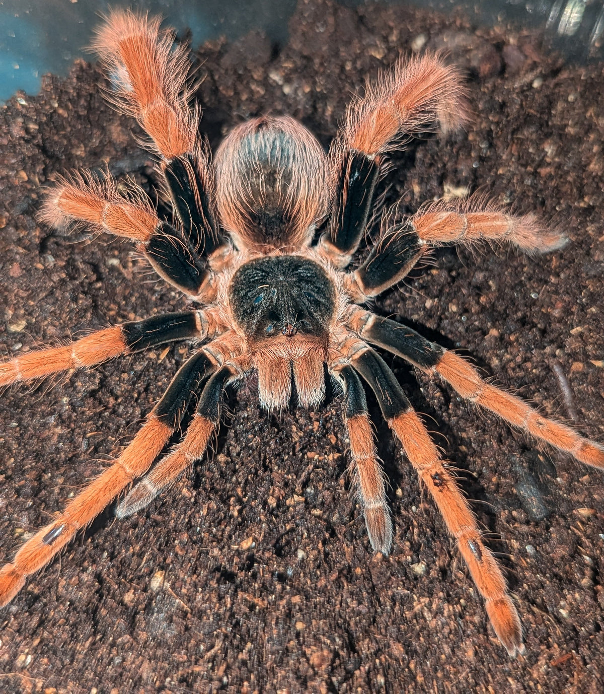 Megaphobema robustum – Colombian Giant Red Leg | Massive New World Giant | Live Arrival Guarantee
