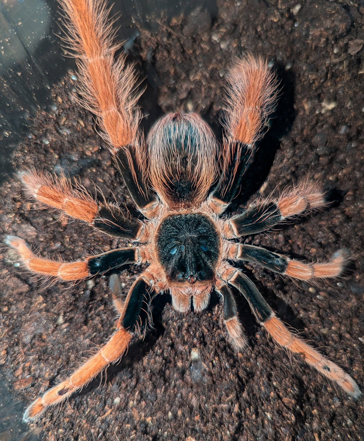 Megaphobema robustum – Colombian Giant Red Leg | Massive New World Giant | Live Arrival Guarantee