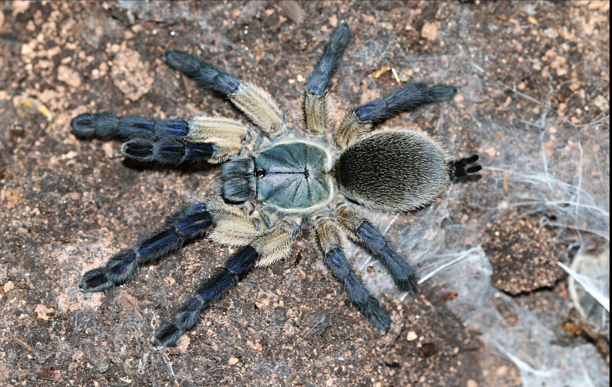 Monocentropus balfouri - Socotra Island Blue Tarantula for Sale | Communal Species | Live Arrival Guarantee