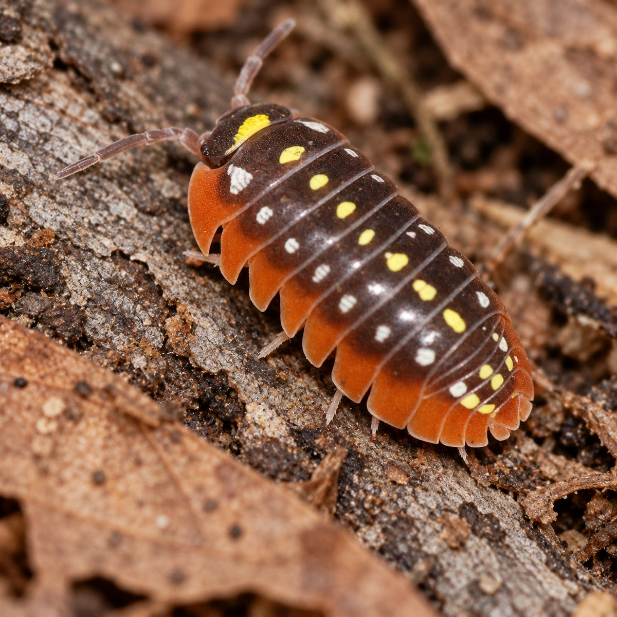 AI-generated reference-guided view of Armadillidium klugii Montenegro, with its yellow and white spots and red skirt.