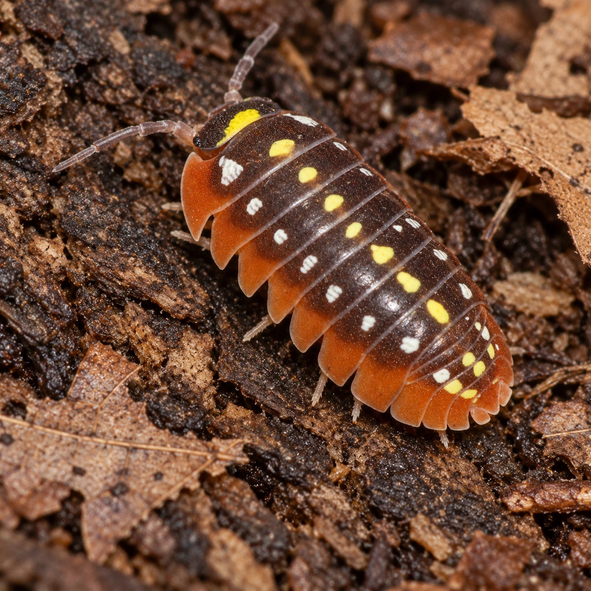 AI-generated reference-guided close view of Armadillidium klugii Montenegro.