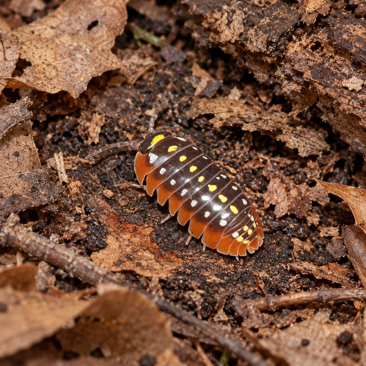 AI-generated reference-guided wide habitat view of Armadillidium klugii Montenegro.