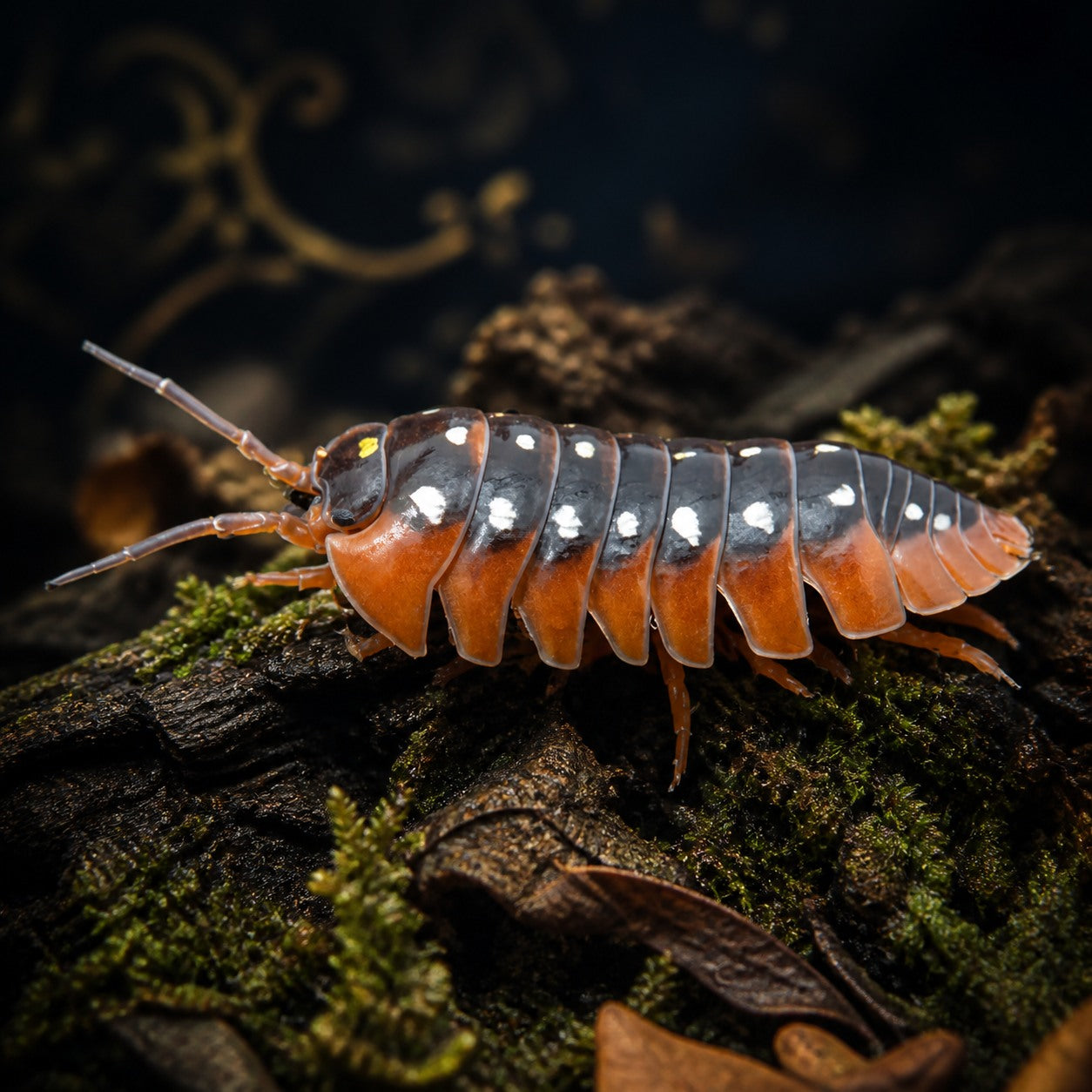 Montenegro Clown Isopods (Armadillidium klugii)