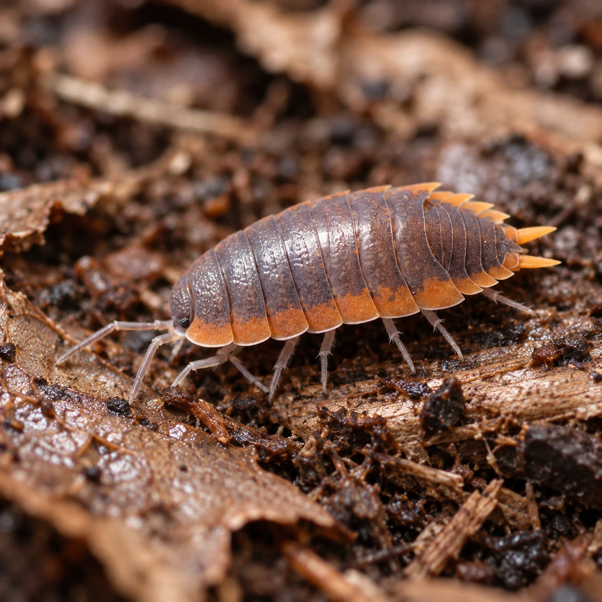 AI-generated reference-guided close view of Moroccan Porcellio isopod (Porcellio sp.).