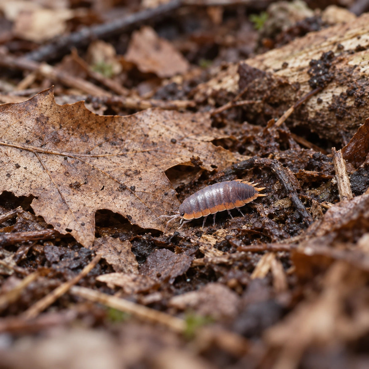 AI-generated reference-guided wide habitat view of Moroccan Porcellio isopod (Porcellio sp.).