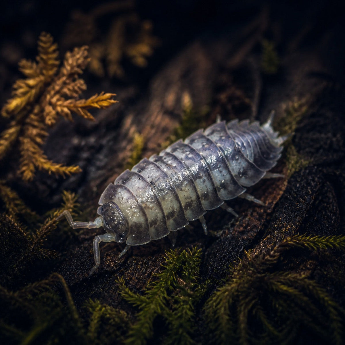 Nagurus cristatus "Dwarf Grey" Isopods