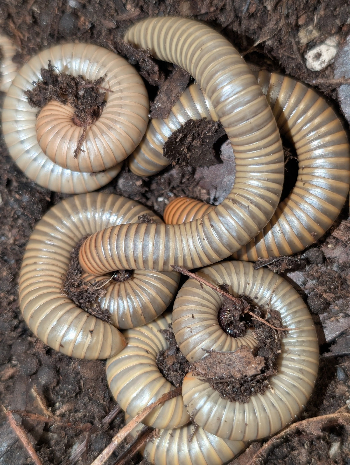 Narceus gordanus – Smokey Oak Millipede | Beautiful Native Species | Live Arrival Guarantee