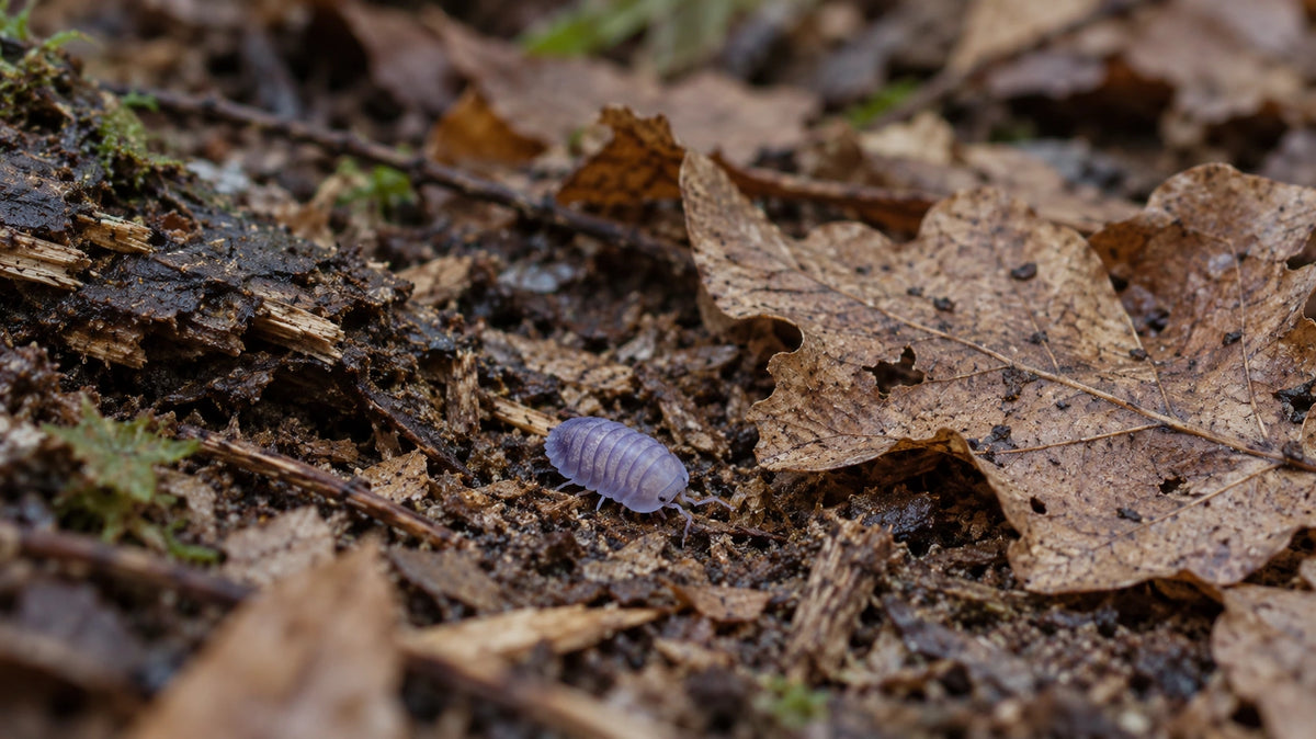 AI-generated reference-guided wide habitat view of Purple Ghost isopod (Nesodillo arcangelii).