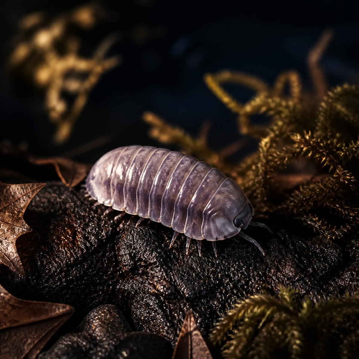 Nesodillo arcangelii "Purple Ghost" Isopods