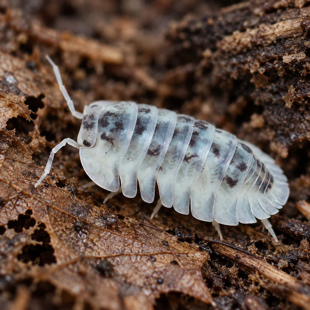 AI-generated reference-guided close view of Shiro Utsuri isopod (Nesodillo arcangelii).