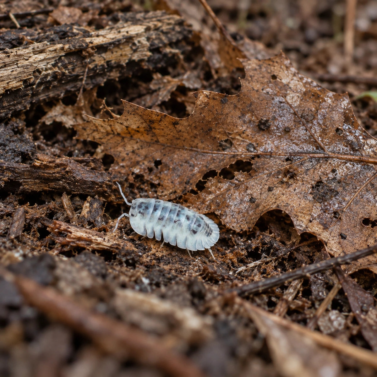 AI-generated reference-guided wide habitat view of Shiro Utsuri isopod (Nesodillo arcangelii).