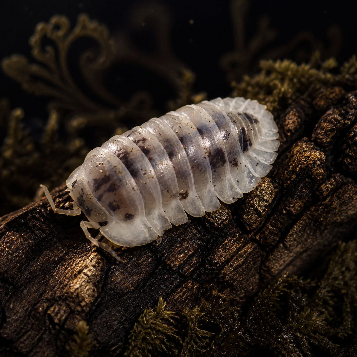 Nesodillo arcangelii "Shiro Utsuri" Isopods