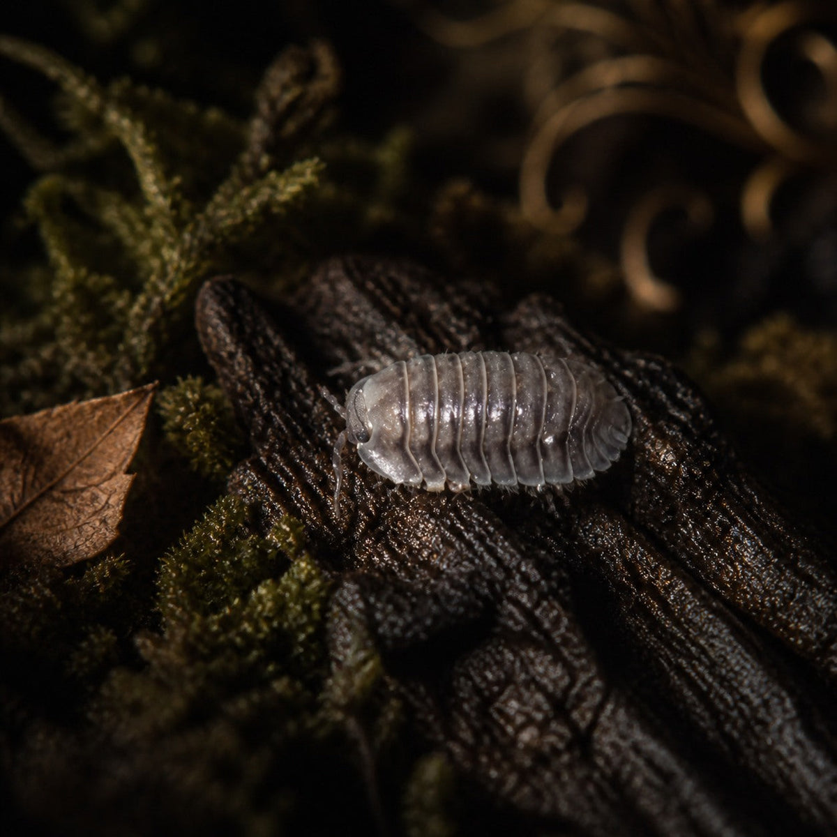 Nesodillo arcangelii "Silver Ghost" Isopods