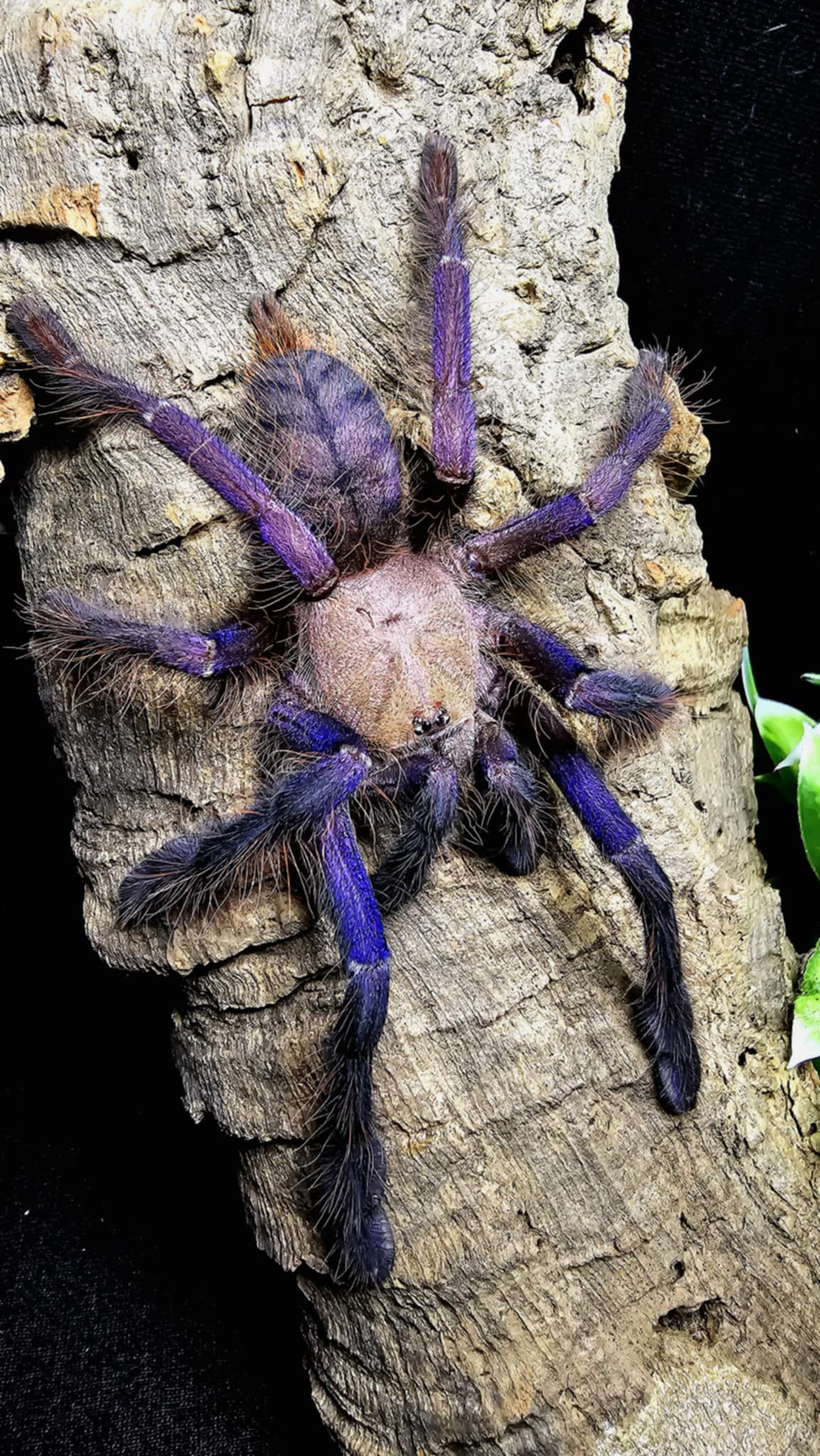 Omothymus violaceopes – Singapore Blue Tarantula | Stunning Blue Species | Live Arrival Guarantee