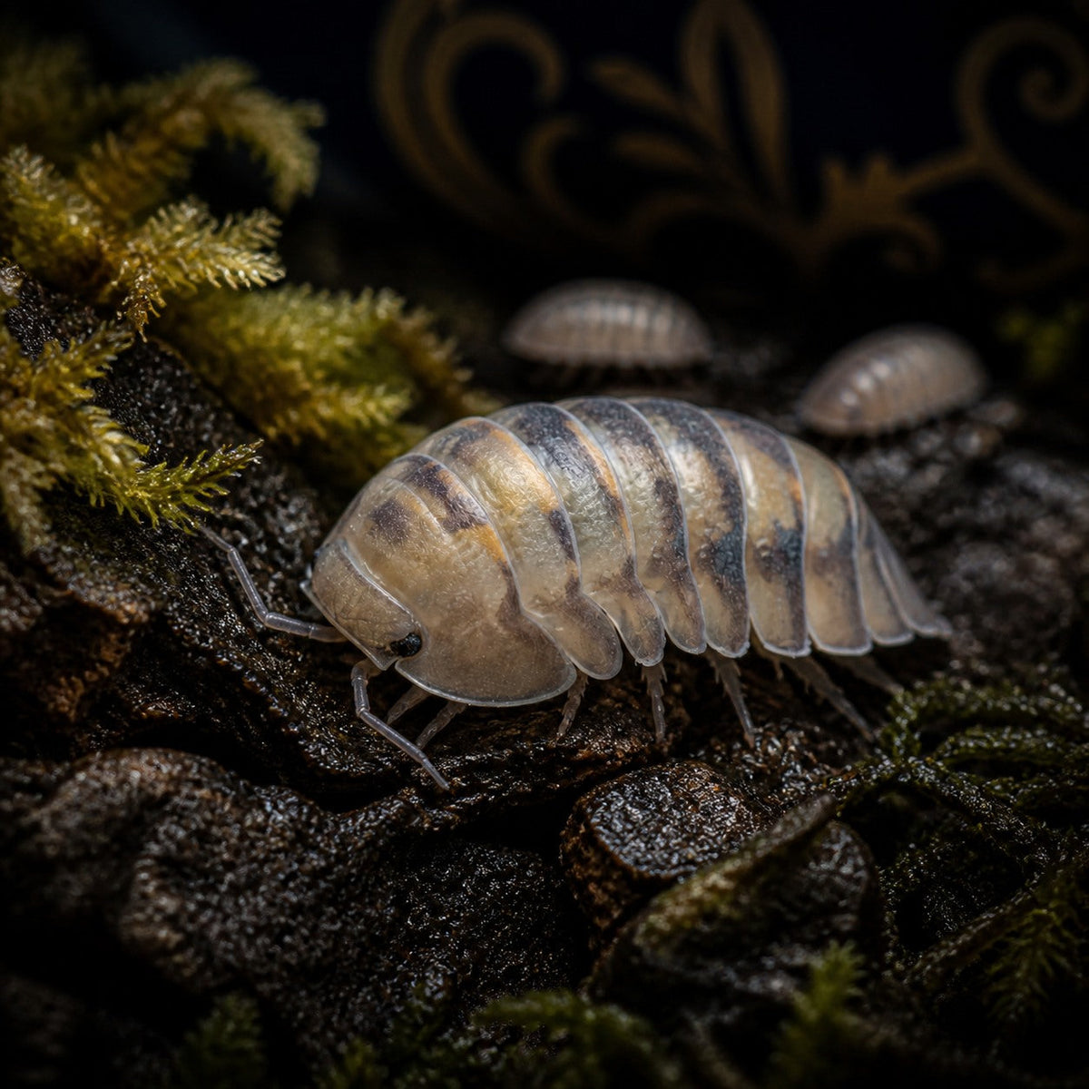 Opal Isopods (Cubaris sp.)