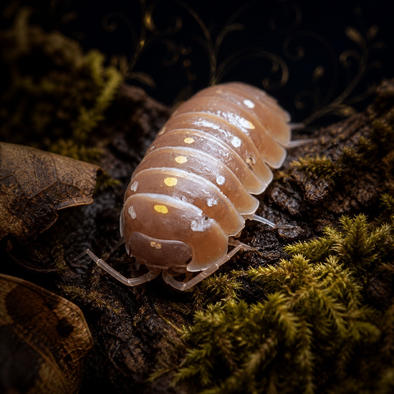 Orange Clown Isopods (Armadillidium klugii)
