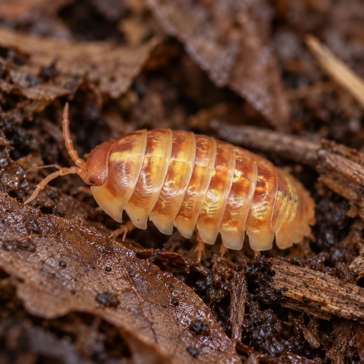 AI-generated reference-guided close view of Orange Dalmatian isopod (Armadillidium vulgare).
