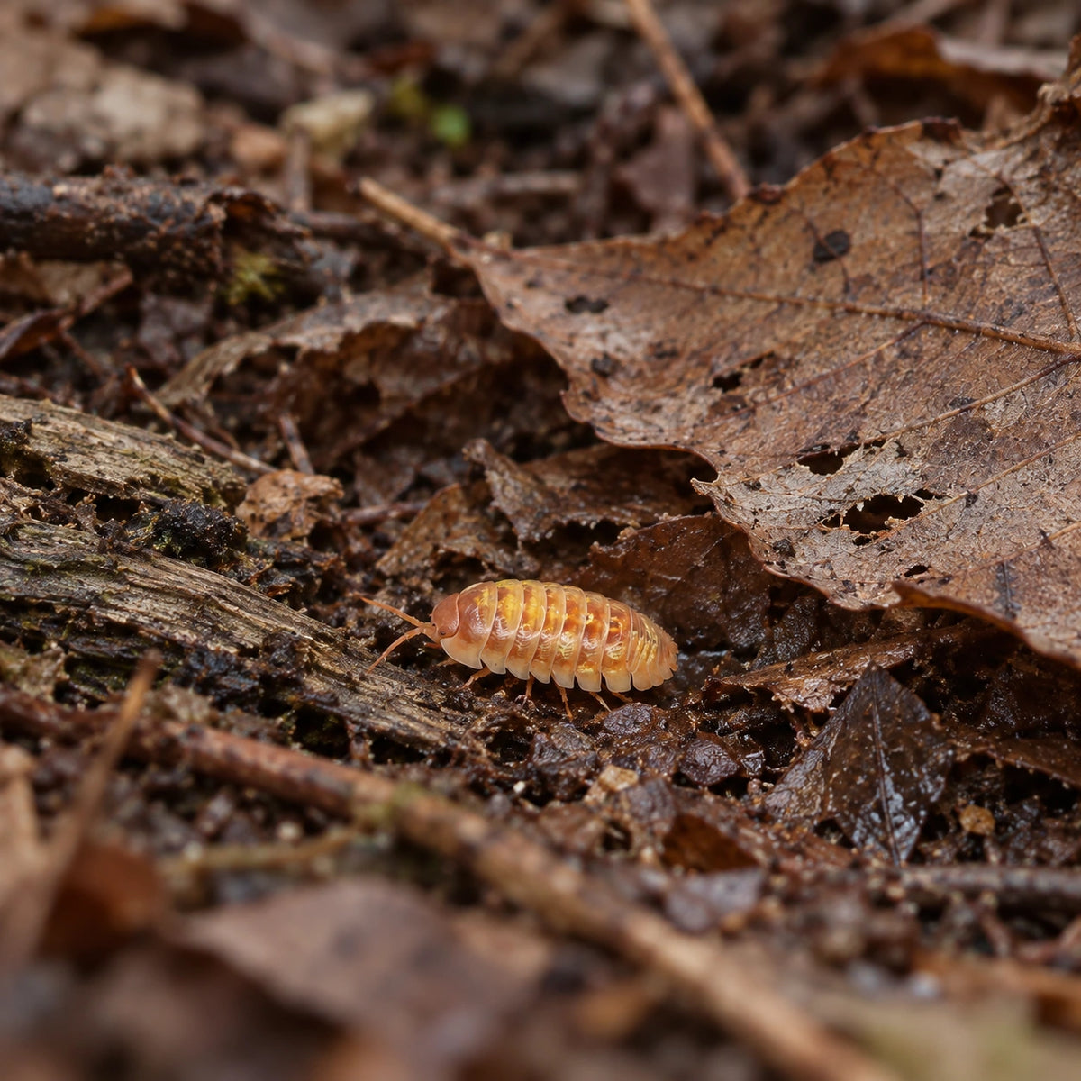 AI-generated reference-guided wide habitat view of Orange Dalmatian isopod (Armadillidium vulgare).