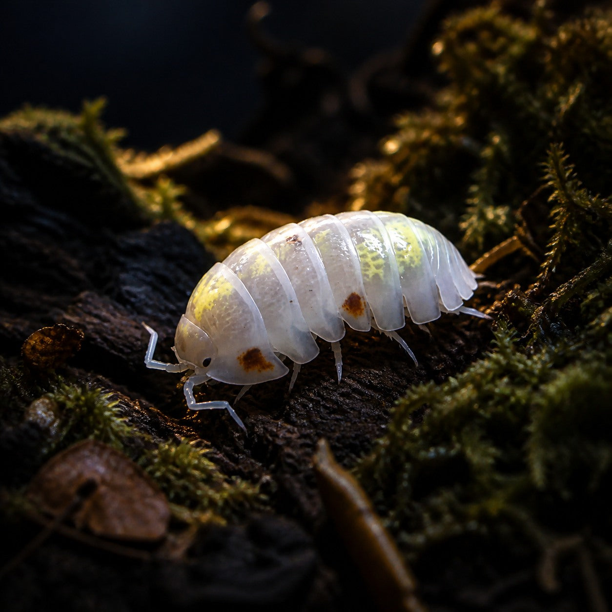 Orange Dalmatian Isopods (Armadillidium vulgare)