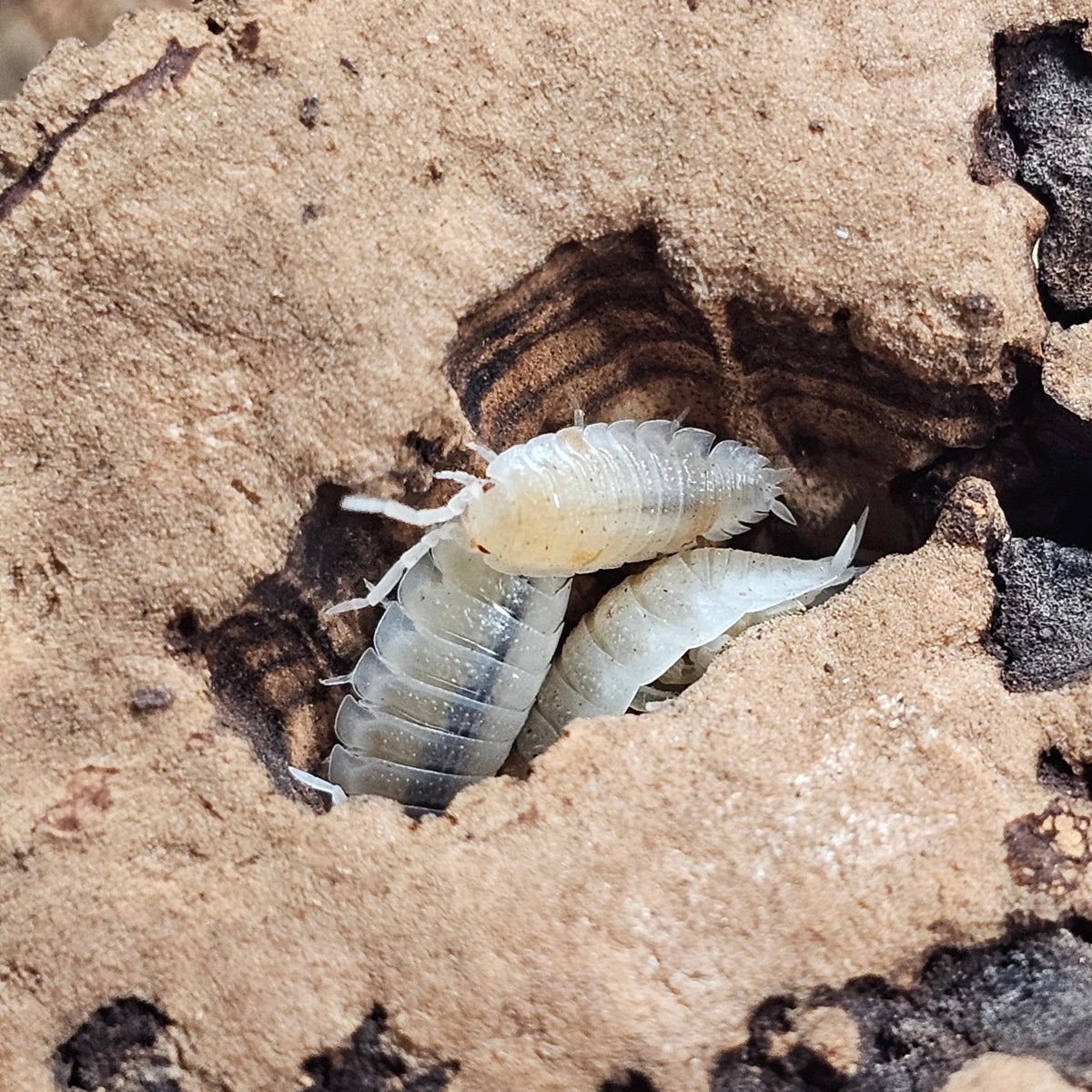 30+ Porcellio scaber Orange Dalmatian Isopods Crew – Free Shipping