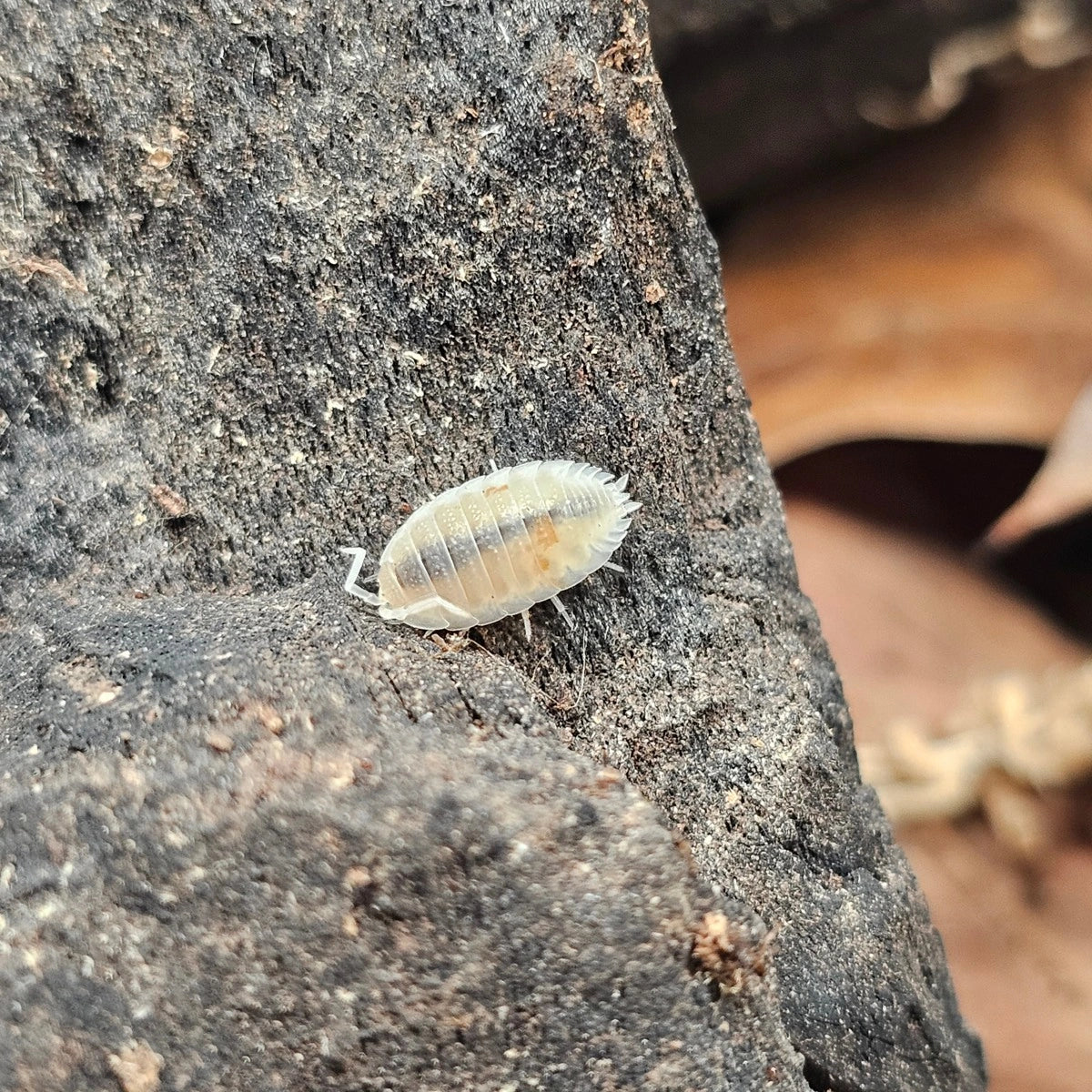 30+ Porcellio scaber Orange Dalmatian Isopods Crew – Free Shipping