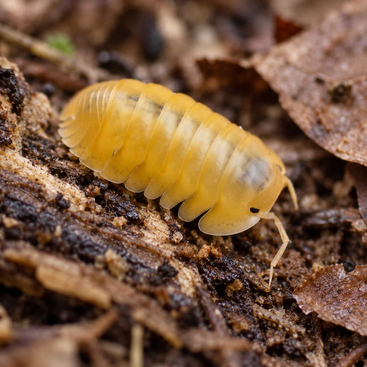 AI-generated reference-guided close view of Orange Freezy isopod (Cubaris sp.).