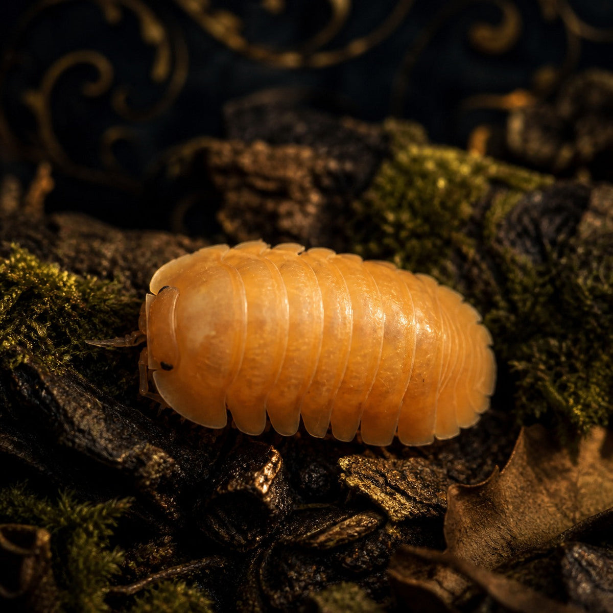 Orange Freezy Isopods (Cubaris sp.)