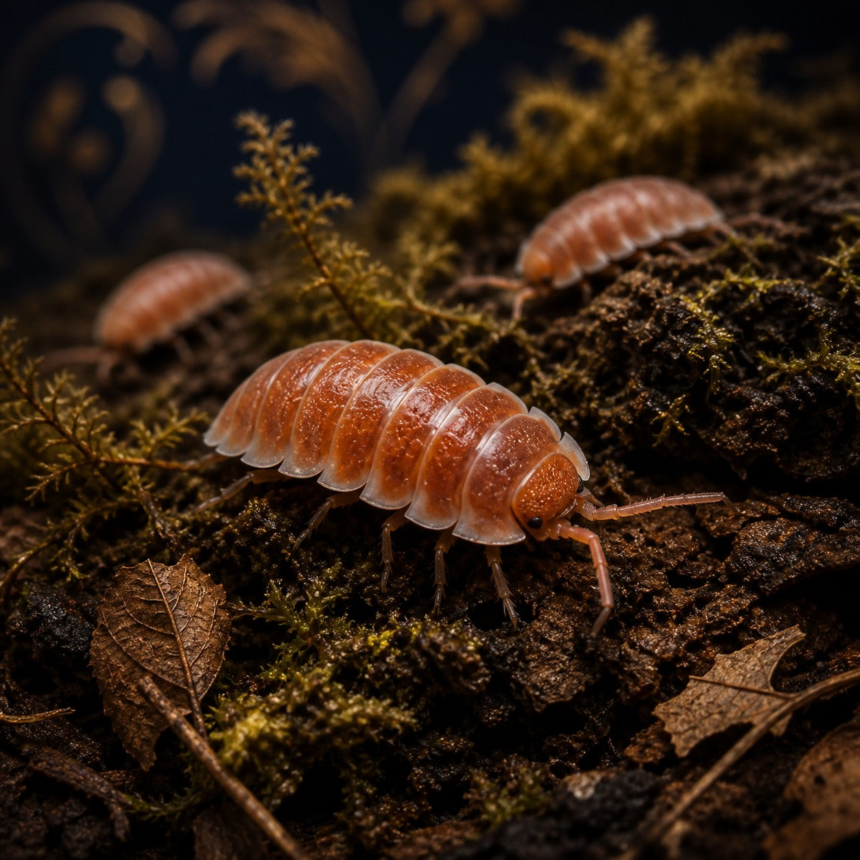 Orange Hoffmannseggii Isopods (Porcellio hoffmannseggii)