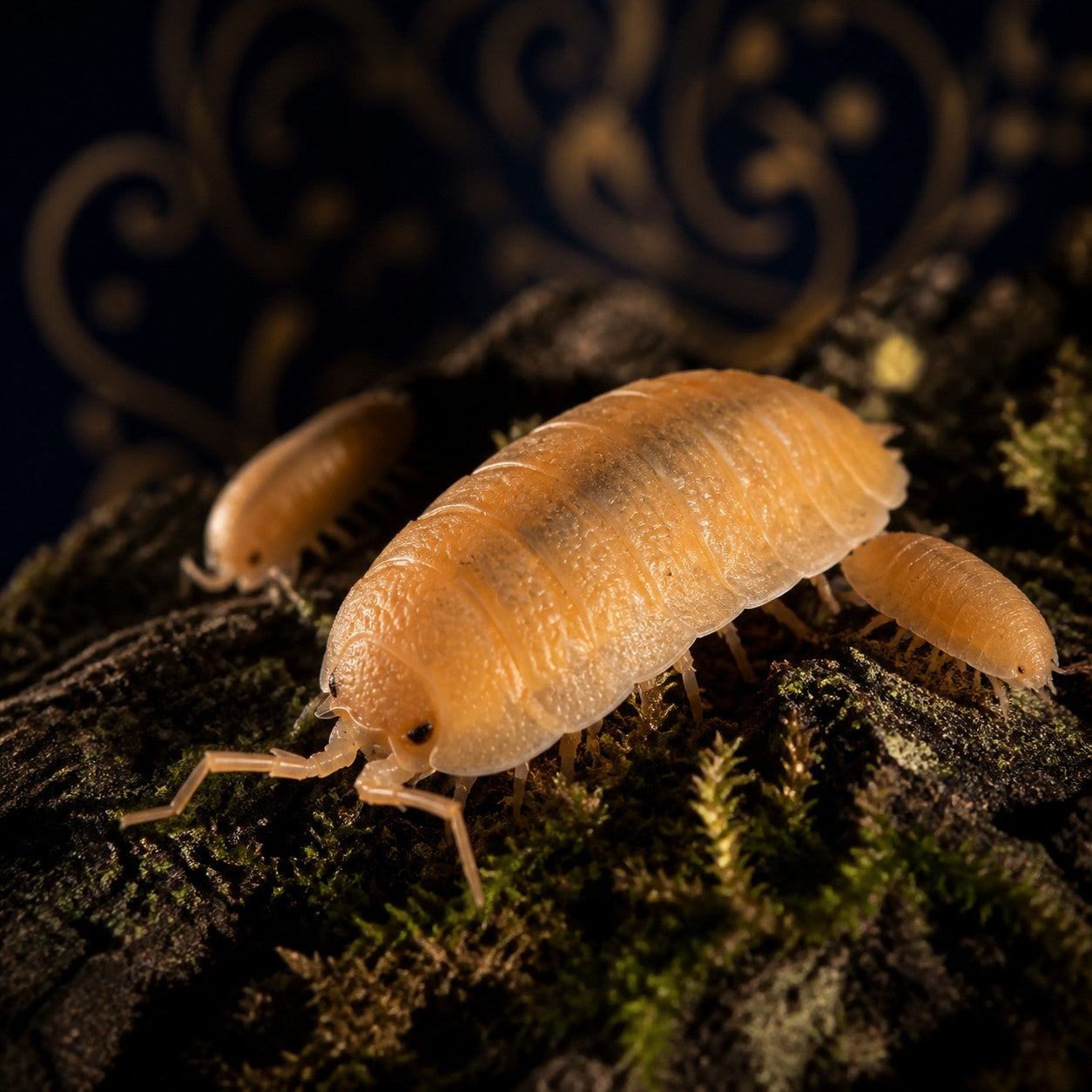 Orange Nicklesi Isopods (Porcellio nicklesi)