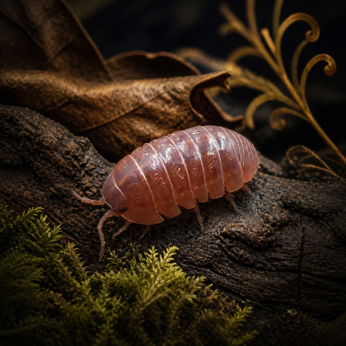 Orange Vigor Isopods (Armadillidium vulgare)