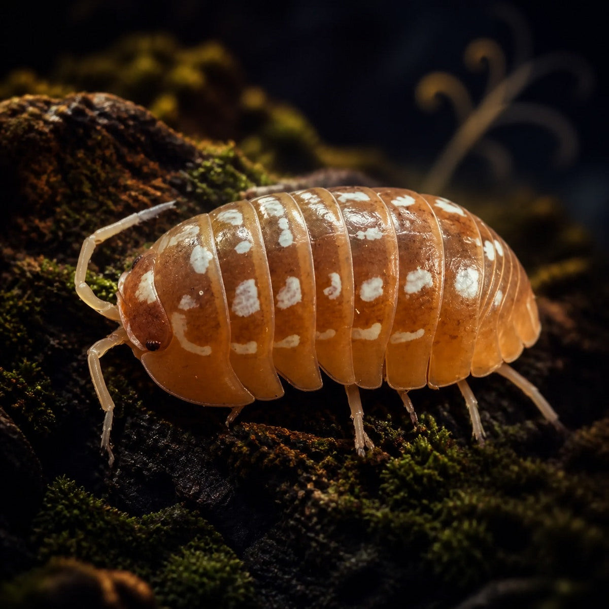 Orange Werneri Isopods (Armadillidium werneri)