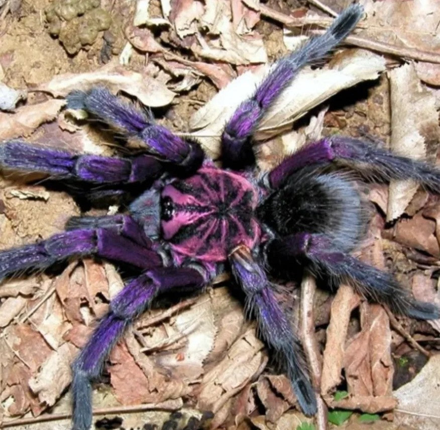 Pamphobeteus sp Machala – Purple Bloom Birdeater Tarantula | Purple Velvet Giant | Live Arrival Guarantee