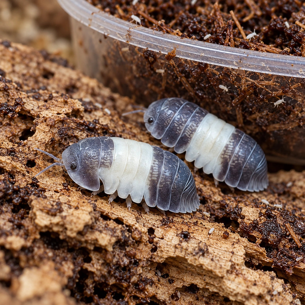 AI-generated reference-guided illustration of Panda King isopods with a coco springtail culture. Written bundle contents define the order.